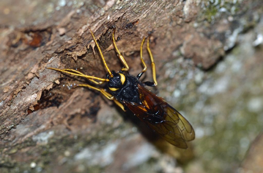 Urocerus gigas, Siricidae, femmina
